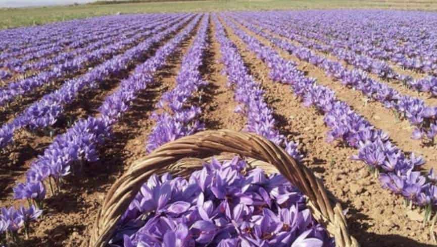 تصویر 2 از زعفران طبیعی خشک با کلاله های یکدست